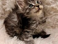 Wunderschönes *Typvolles* Maine Coon Coonie Mädchen mit Stammbaum - Herten