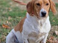 Jack Russel Mix sucht Familie ❤️ - Mylau