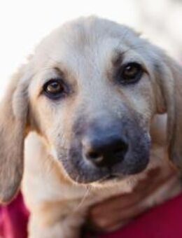 Sonnenschein ♥Lilly♥ zuckersüße Welpin - Hamburg