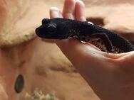 Tiefschwarzes Black Night Leopardgecko Weibchen - Friedrichshafen