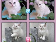 Britisch langhaar kitten mit Stammbaum - Forchheim (Baden-Württemberg)