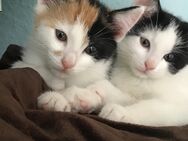 Katzenbabys suchen…. - Trier