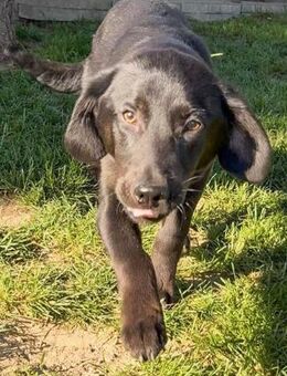 ATREJU - aktiv, verspielt, offen - Linden (Hessen)