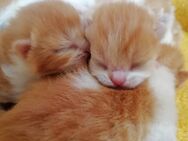 BKH Kitten Rot Weiss Britisch Kurzhaar Babys - Goslar