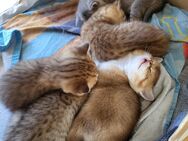 BKH Kitten zum Verkaufen - Würzburg