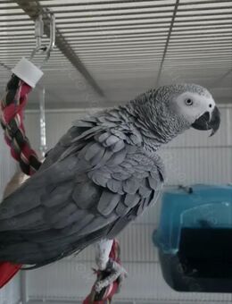 African grey parrots for sale - Lorch (Baden-Württemberg)