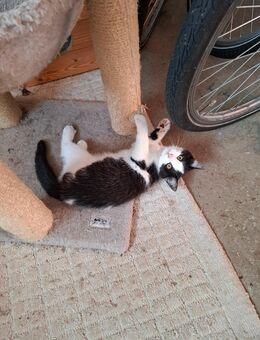 Bkh mix kitte Mädchen auszugbereit - Haßbergen