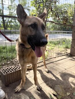 Missy - eine Schönheit zum Verlieben! - Köln