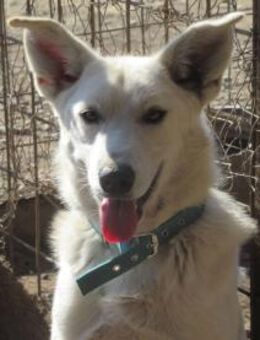 Janek, der Muntere 🐾 - Elsdorf (Nordrhein-Westfalen)