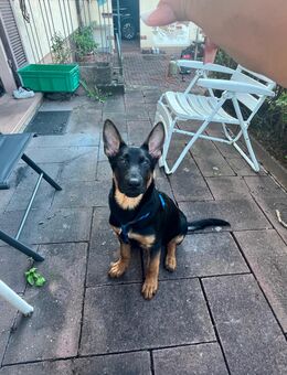 Schäferhund mix 6 Monate - Kümmersbruck