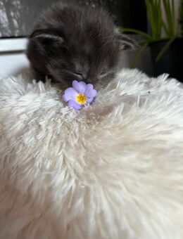 Reinrassigen Maine Coon - Babys, am 3 Juli geboren worden, die Cat- Altern XXXL große Katzen besitzen Stammbaum - Bielefeld Zentrum