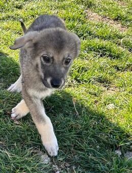 VICKY sucht ihr für-immer-Zuhause! - Korschenbroich