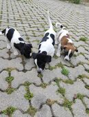 Jack Russell Welpen in 91740