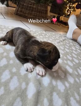 Boxer Welpen - Hasbergen