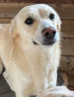 Junge Hündin Joyce - Köln