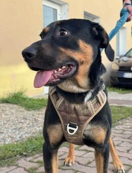 Nadir wünscht ein liebevolles Zuhause - Dittelbrunn