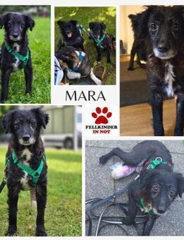 kleine Mara sucht ihre Menschen - Margetshöchheim