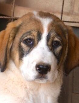 Sugar - auf der Suche nach Liebe - Mettmann