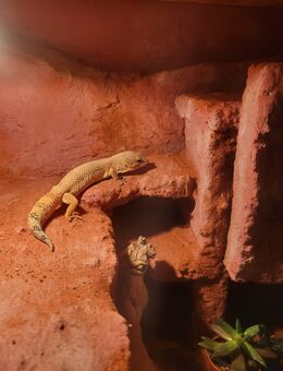 Leopargecko Männchen mit Glasterrarium 100x40x40 - Bochum Gerthe