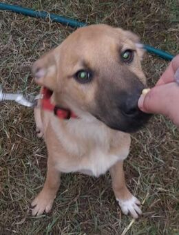 Helen von kettenlos - Bollingstedt