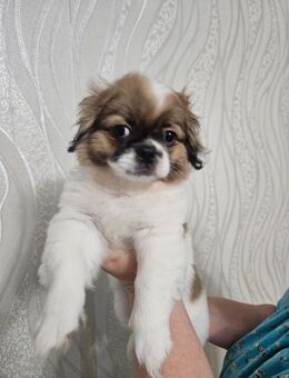 Pekinese Welpen zum Verkauf - Ludwigsburg