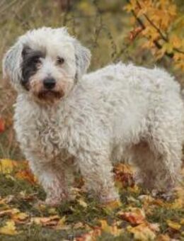 Fridolin - sucht seine Chance ❤️ - Salzwedel (Hansestadt) Zentrum