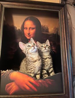 Zuckersüße BKH Kätzchen - Augsburg