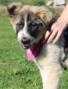 Zuhause gesucht für Zumi - München