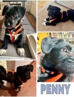 PENNY -Rundum tolles Hundekind- - Duisburg