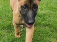 Malinois in 45309