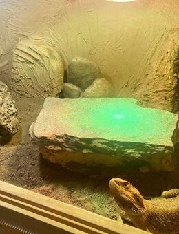 Zahme Bartagame Lady inkl. Terrarium - Gladbeck Zentrum