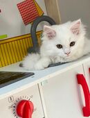 BLH Britisch Langhaar Kitten in weiss in 91541