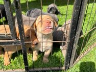 Labrador Welpen - Moormerland