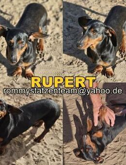 Rupert braucht Zeit Vertrauen aufzubauen - Schafflund
