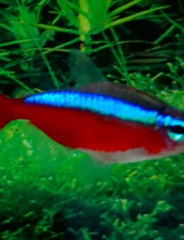 Roter Neon - Hohenroth