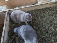 Kaninchen - Iserlohn