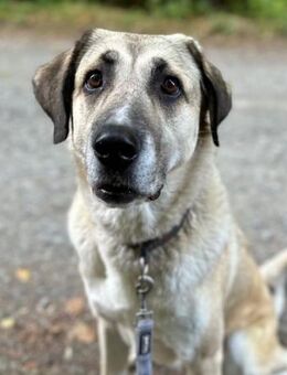 Samanta sucht ihr endgültiges Zuhause - Laatzen