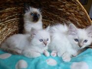 Reinrassige Heilige Birma-Kätzchen - Kitten - auszugsbereit - Kirkel