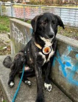 Scotty wünscht sich so sehr eine Familie - München