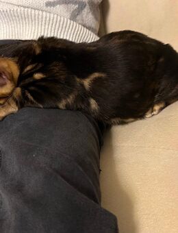 Reinrassige Männliche Bengal Kitten - Castrop-Rauxel