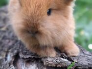 Zwergkaninchen Löwenkopf mix Zwergwidder Die Kaninchen sind nicht SCHÜCHTERN ;) - Schöntal