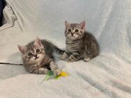 BKH Kitten Katzenbaby - Magdeburg