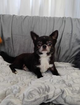 Chihuahua Rüden - Schraplau