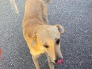 🆘EILT SEHR🆘NOTFALL🆘 lieber Julian❤️ - Eislingen (Fils)