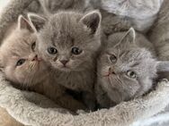 5 reinrassige BKH Kitten Katzen Mädchen und Jungs - Hamm Zentrum