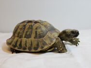 Schildkröte Griechische Landschildkröte Testudo hermanni hermanni Nachzucht 2002 männlich - Flintbek