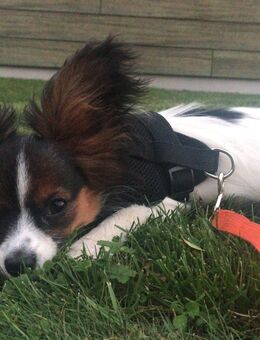 Papillon-Rüde Aiko sucht liebevolles Zuhause - Siebnen
