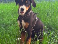 Großer Schweitzer Sennenhund Hündin vom 27.01.2025 reinrassig - Birenbach