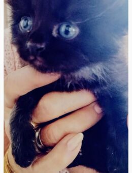 reinrassige sibirische Waldkatzen Kitten - Billigheim
