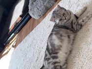 BKH Kitten dürfen ab Anfang September in ihr neues Zuhause ziehen - Berlin Reinickendorf